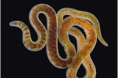 Lumbriculus variegatus (Blackworm)