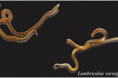 Lumbriculus variegatus (Blackworm)