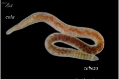 Lumbriculus variegatus (Blackworm)