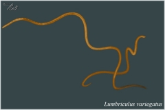 Lumbriculus variegatus (Blackworm)