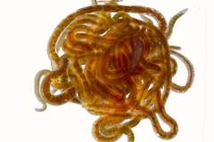 Lumbriculus variegatus (Blackworm)
