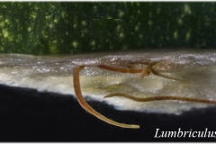Lumbriculus variegatus (Blackworm)