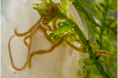 Lumbriculus variegatus (Blackworm)