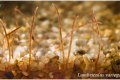 Lumbriculus variegatus (Blackworm)