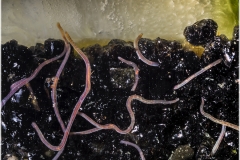 Lumbriculus variegatus (Blackworm)