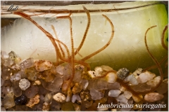 Lumbriculus variegatus (Blackworm)