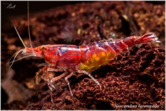 Neocaridina Heterópoda