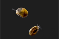 Notodromas monacha