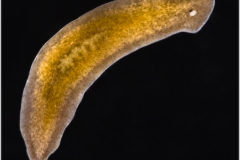 Turbellaria - Planaria