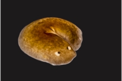 Turbellaria - Planaria