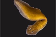 Turbellaria - Planaria