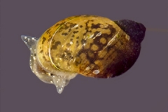 Radix ovata