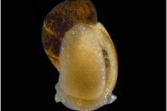 Radix ovata