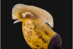 Radix ovata