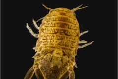 sphaeroma