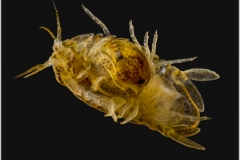 sphaeroma