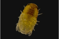 sphaeroma