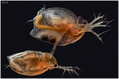 daphnia-sp-hongos-2