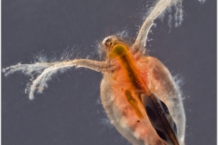 daphnia-sp-hongos