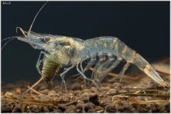 gamba-Palaemon-antennarius-02