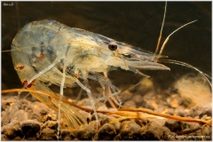 gamba-Palaemon-antennarius-03