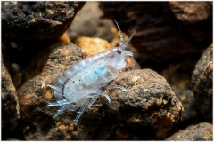 Hyalella azteca
