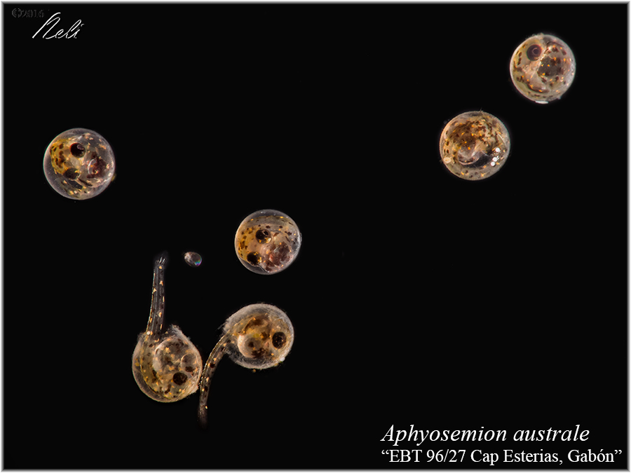 Aphyosemion australe