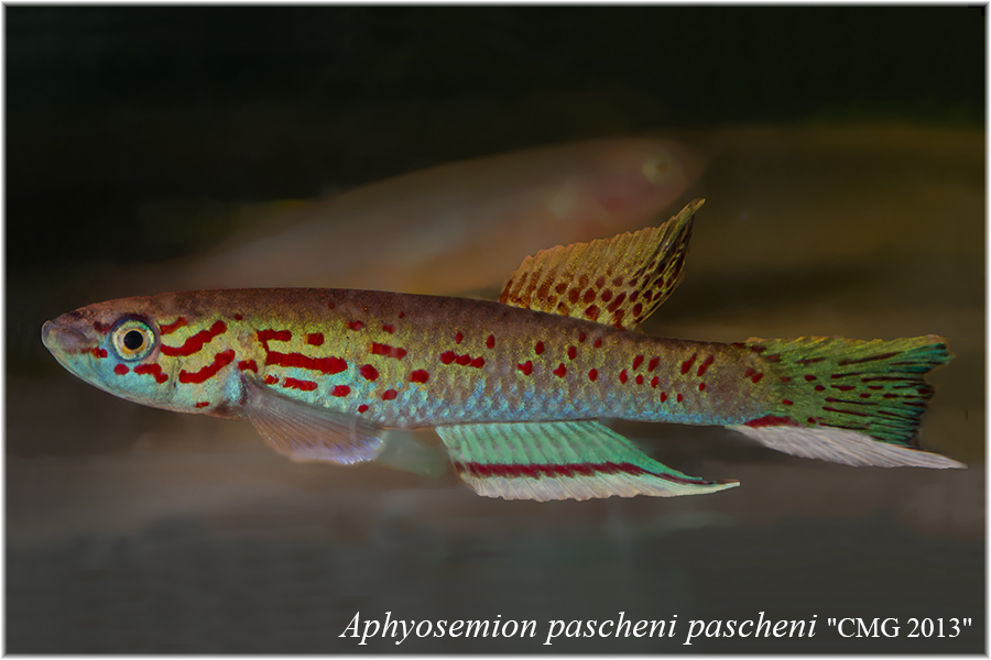 Aphyosemion pascheni pascheni