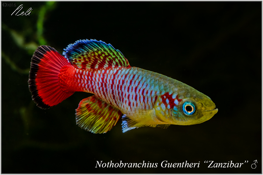 Nothobranchius guentheri Zanzibar