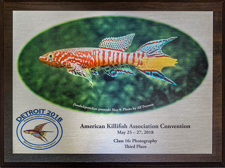 American Killifish Association