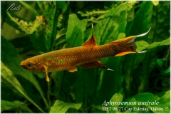 Aphyosemion australe