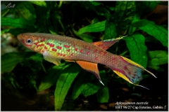 Aphyosemion australe