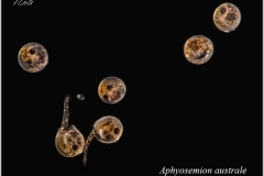 Aphyosemion australe