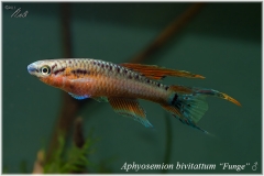 A bivittatum