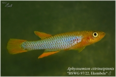 A citrineipinnis