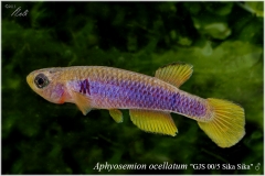 Aphyosemion ocellatum