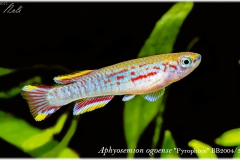 Aphyosemion ogoense pyrophore