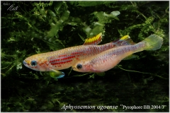 A ogoense