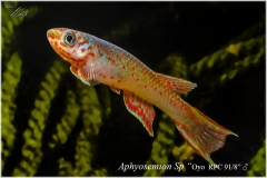 Aphyosemion oyo