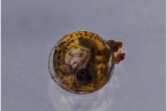 Aphyosemion oyo