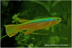 Aphyosemion striatum