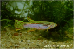 Aphyosemion striatum