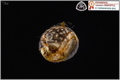 Aphanius vladykovi