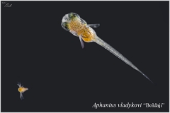 Aph vladykovi