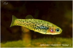 Aphanius vladykovi