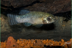 Aph Iberus