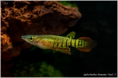 Apl. lineatus