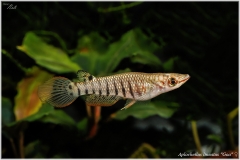 Apl. lineatus
