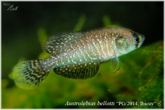 Austrol belloti
