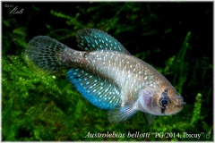 Austrol belloti